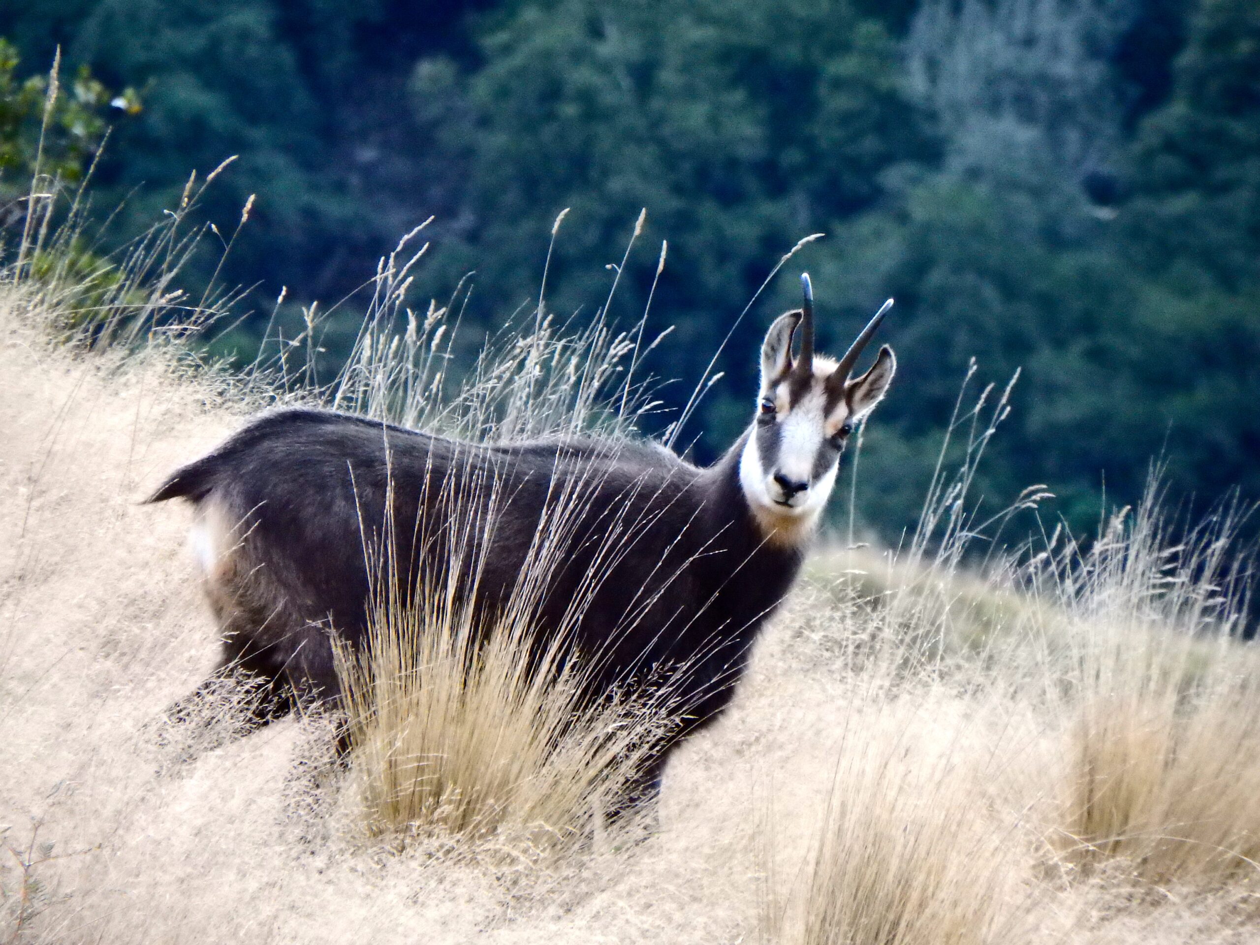 Chamois Rut : Four Seasons Safaris New Zealand